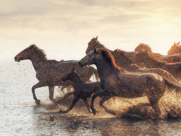 istock Herd of Wild Horses Running in Water 688868724