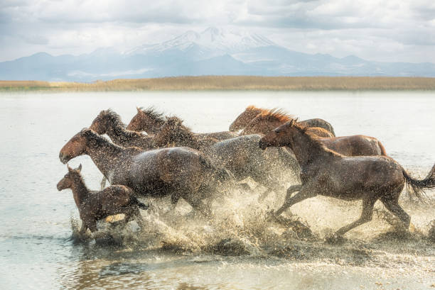 istock Herd of Wild Horses Running in Water 688868726