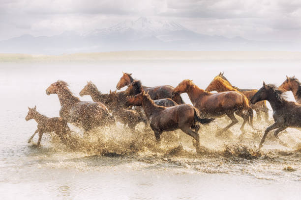 istock Herd of Wild Horses Running in Water 688868728