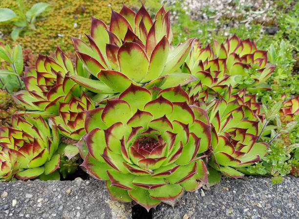 istock Sempervivum tectorum; Mountain plant; crassulaceae 688869728