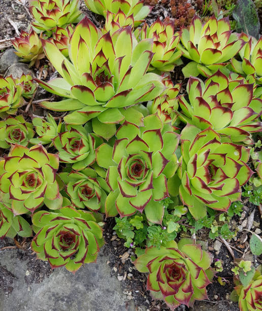 istock Sempervivum tectorum; Mountain plant; crassulaceae 688869986