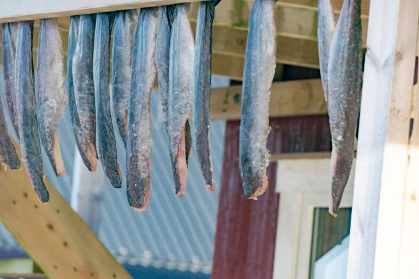 istock Dried and salted eel, stockfish hanging on a board 688875012