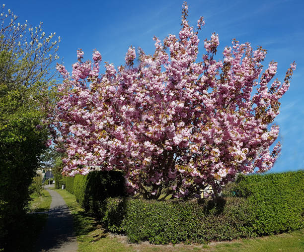 istock Ornamental cherry, Japanese, Prunus. serrulata 688875052