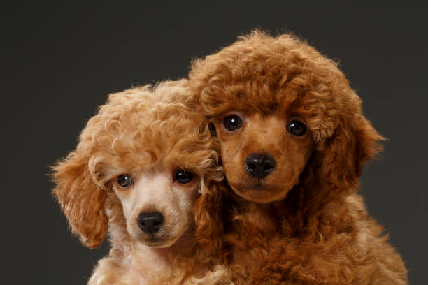 istock Dog Cute miniature poodle puppy 688879490