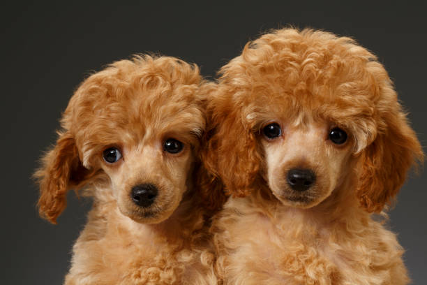 Dog Cute miniature poodle puppy