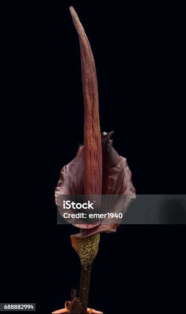 Amorphophallus Konjac Rivieri Stock Photo - Download Image Now - Titan Arum, Flower, Flower Head