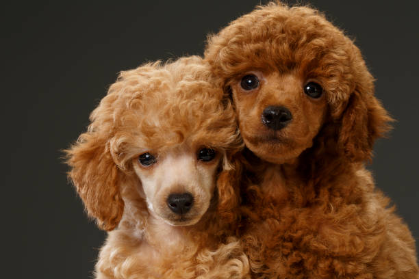 istock Dog Cute miniature poodle puppy 688883014