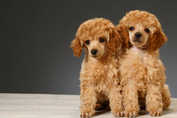 istock Dog Cute miniature poodle puppy 688883164