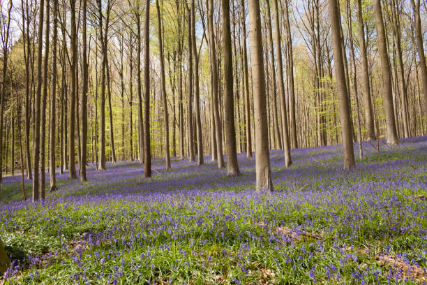 istock Purple Bluebell forest - Hallerbos, Belgium 688889250