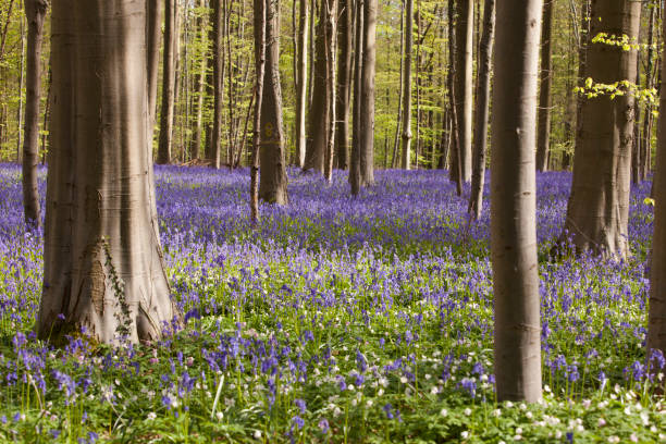 istock Purple Bluebell forest - Hallerbos, Belgium 688892004