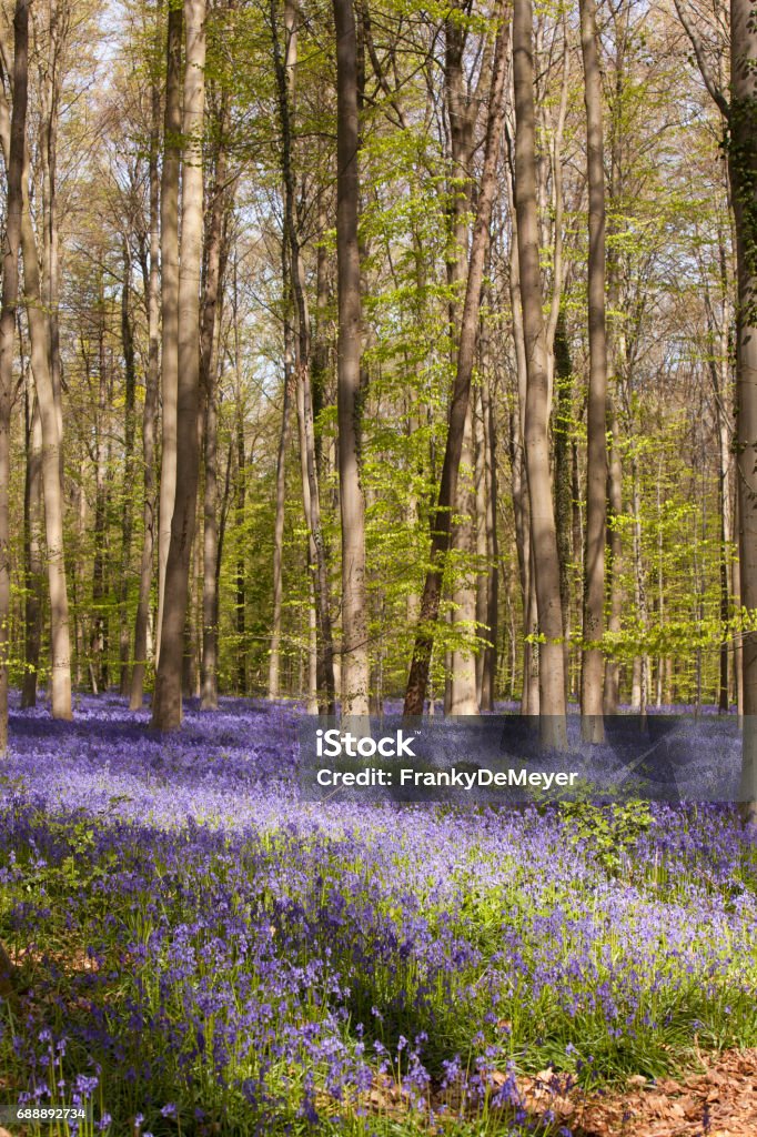 Purple Bluebell forest - Hallerbos, Belgium The famous "Hallerbos" (bluebell) forest in Hoeilaart, Belgium.
 Beauty Stock Photo