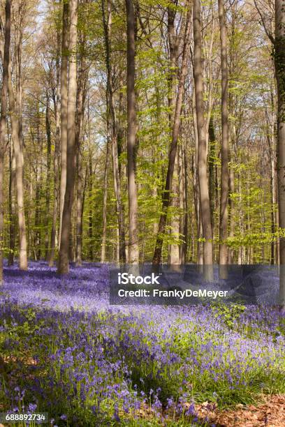 Purple Bluebell Forest Hallerbos Belgium Stock Photo - Download Image Now - Beauty, Beech Tree, Belgium