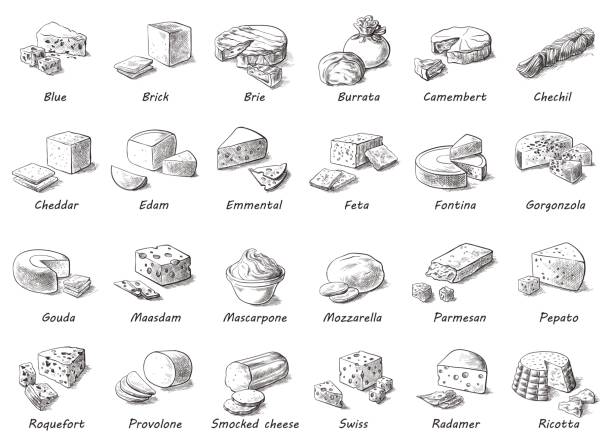 Graphic sketch of different cheeses. Graphic sketch of different cheeses. Vector set of realistic outline dairy products. Isolated curds collection used for design, recipe book, advertising cheese or restaurant menu. cheese drawings stock illustrations