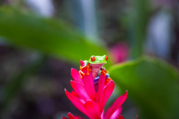 Red-eyed tree frog, Costa Rica rain forest Agalychnis callidryas (red-eyed tree frog) red amphibian frog animals in the wild stock pictures, royalty-free photos & images