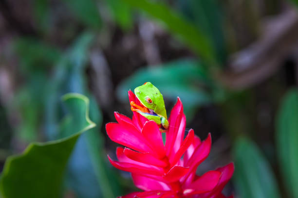 istock Red-eyed tree frog, Costa Rica rain forest 688896934