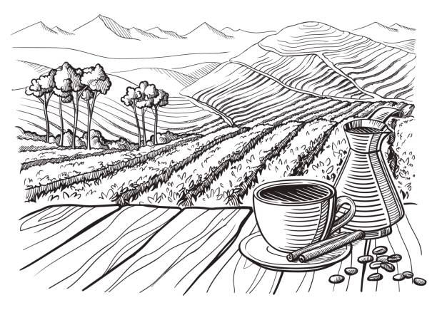 coffee plantation landscape coffee plantation landscape table cup sack in graphic style hand-drawn vector illustration. plantation stock illustrations