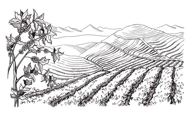 coffee plantation landscape coffee plantation landscape in graphic style hand-drawn vector illustration. mountain cafe stock illustrations