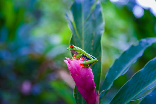 istock Red-eyed tree frog, Costa Rica rain forest 688897236