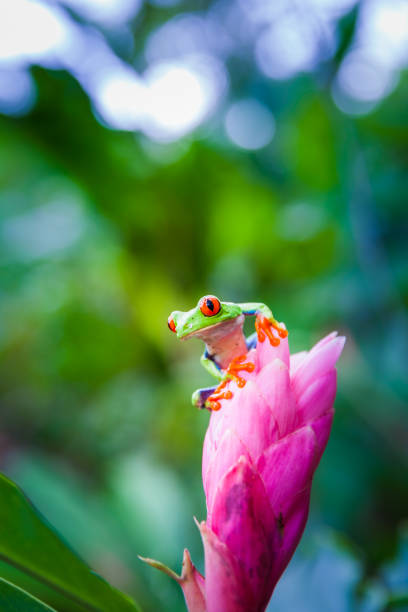 istock Red-eyed tree frog, Costa Rica rain forest 688897264