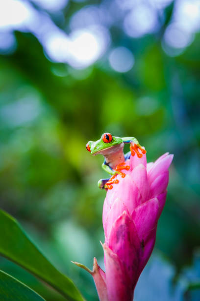 istock Red-eyed tree frog, Costa Rica rain forest 688897292