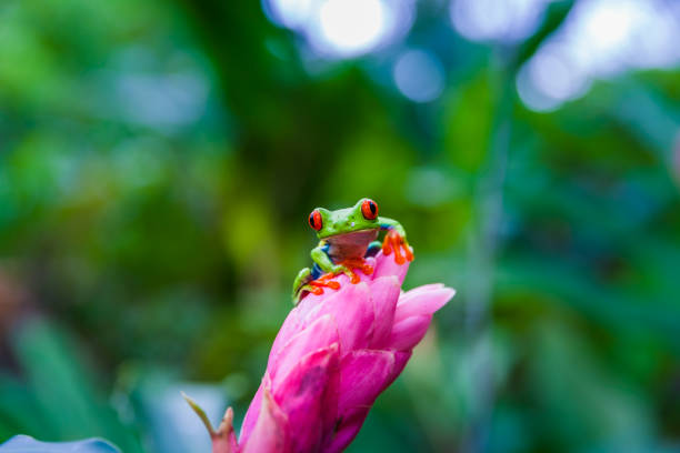 Red-eyed tree frog, Costa Rica rain forest Agalychnis callidryas (red-eyed tree frog) red amphibian frog animals in the wild stock pictures, royalty-free photos & images