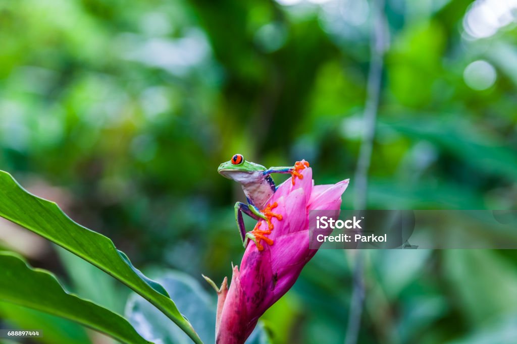 Rainette aux yeux rouges, forêt tropicale de Costa Rica - Photo de Costa Rica libre de droits