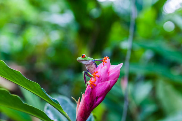 istock Red-eyed tree frog, Costa Rica rain forest 688897444
