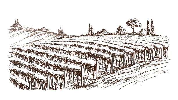 illustrations, cliparts, dessins animés et icônes de rangées de plants de vigne raisin - vignoble