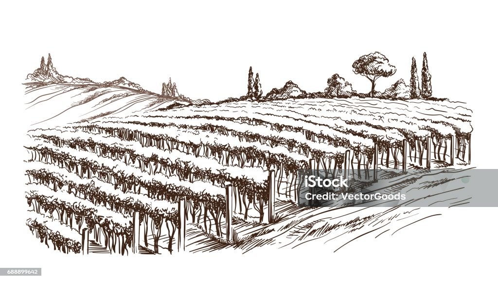 Rows of vineyard grape plants Rows of vineyard grape plants in graphic style, hand-drawn vector illustration. Vineyard stock vector