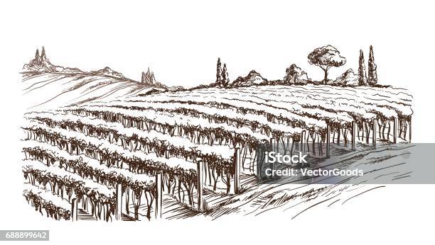 Rows Of Vineyard Grape Plants Stock Illustration - Download Image Now - Vineyard, Illustration, Drawing - Art Product