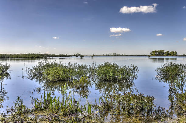 Shallow Water under a Blue Sky Vegetation on the edge of a shallow lake under a blue sky in springtime on the island of Tiengemeten tiengemeten stock pictures, royalty-free photos & images