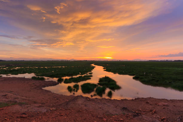 istock landscape sunset in the swamp 688910834