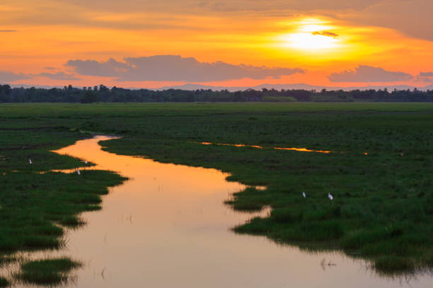 istock landscape sunset in the swamp 688910930