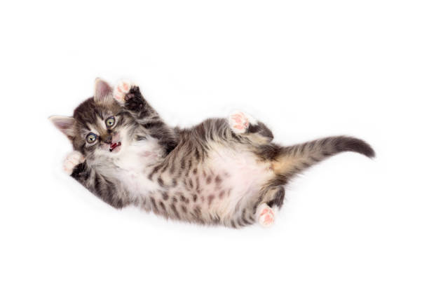 istock little cute gray fluffy frightened kitten lying on his back isolated on white background 688911002