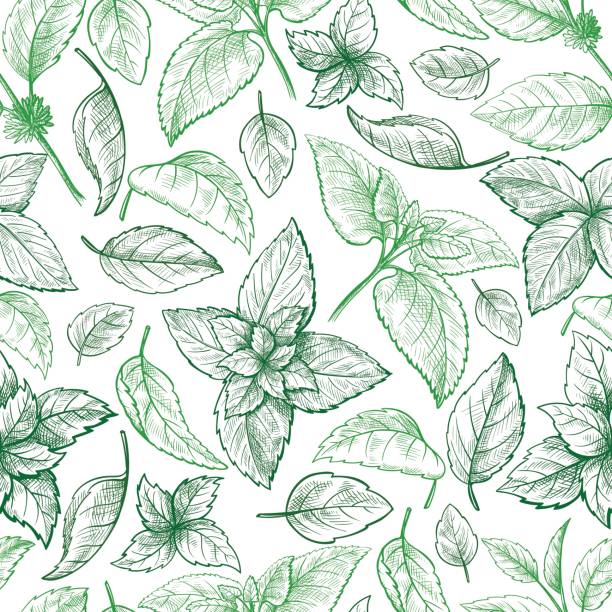 ilustrações de stock, clip art, desenhos animados e ícones de mint hand sketch vector seamless texture. - green tea illustrations