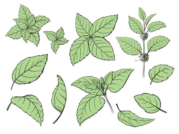 иллюстрация вектора эскиза монетного двора. - green tea tea scented mint stock illustrations