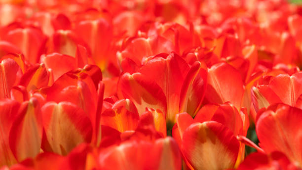 istock colourful tulip flowers in Poland (spring) 688911212