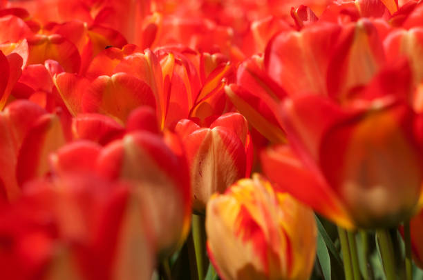 istock colourful tulip flowers in Poland (spring) 688911258