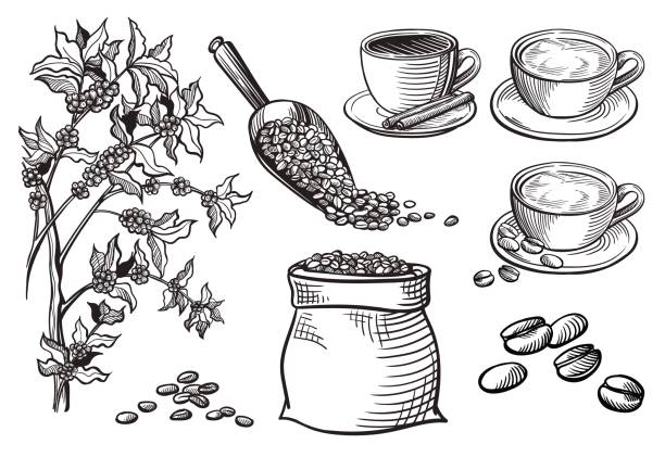 ilustraciones, imágenes clip art, dibujos animados e iconos de stock de conjunto de taza y café turco - coffee cup coffee coffee crop coffee bean