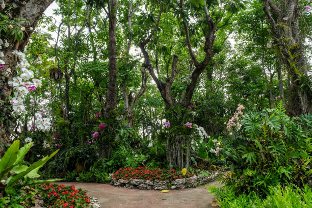 istock Trees in the shade garden 688914106