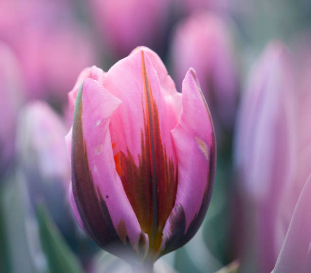 istock colourful tulip flowers in Poland (spring) 688914276