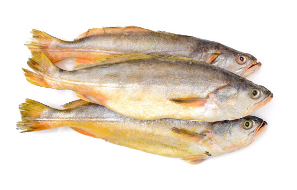 istock Yellow Croaker Fish   isolated  on white background 688914338