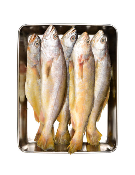 istock Yellow Croaker Fish   isolated  on white background 688914342