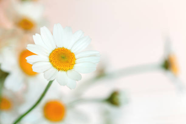 istock the camomile flower. 688914472