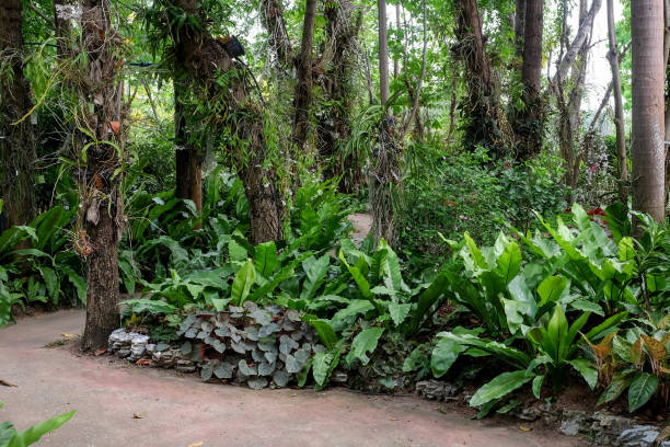 istock Trees in the shade garden 688914500