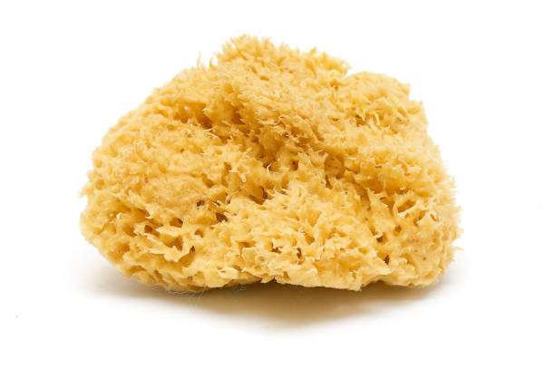 Natural Bath Sponge Isolated on White Natural Bath Sponge Isolated on White sponge bath sponge nature animal stock pictures, royalty-free photos & images