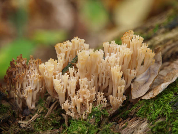 istock mushrooms in a forest in autumn warm day 688914850