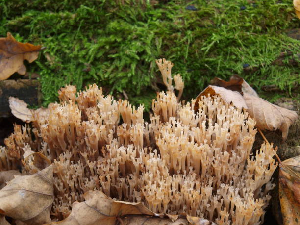 funghi in una foresta in autunno giornata calda - fungus moss log magic mushroom foto e immagini stock