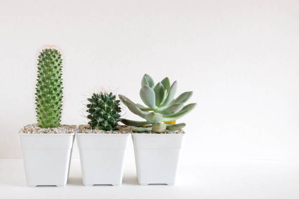 istock succulents or cactus in concrete pots over white background on the shelf and mock up frame photo 688915204