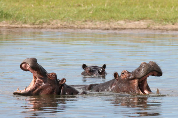 istock Wild Hippo in African river water hippopotamus (Hippopotamus amphibius) 688921562